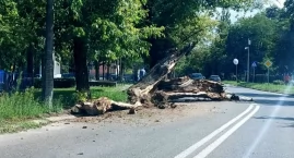 Zabytkowe lipy runęły na ul. Chopina w Chodakowie. W&hellip;