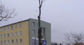 Zaczyna się wielka wycinka