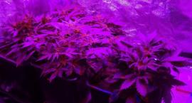 Marihuana i amfetamina - zatrzymania w Sochaczewie