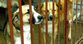 Pomoc dla AZORKA