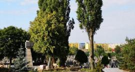 Wycinają drzewa na cmentarzu w Trojanowie