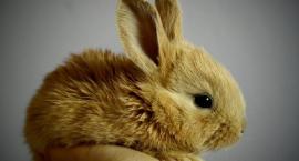 Pewnego razu w zoologicznym... - historia prawdziwa 