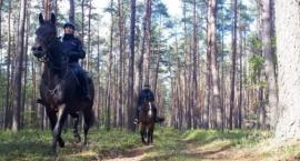 Szczęśliwy finał poszukiwań zaginionego grzybiarza