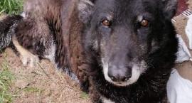 Azorek tylko do piątku? - wolontariusze błagają o kilka dodatkowych dni na adopcje 