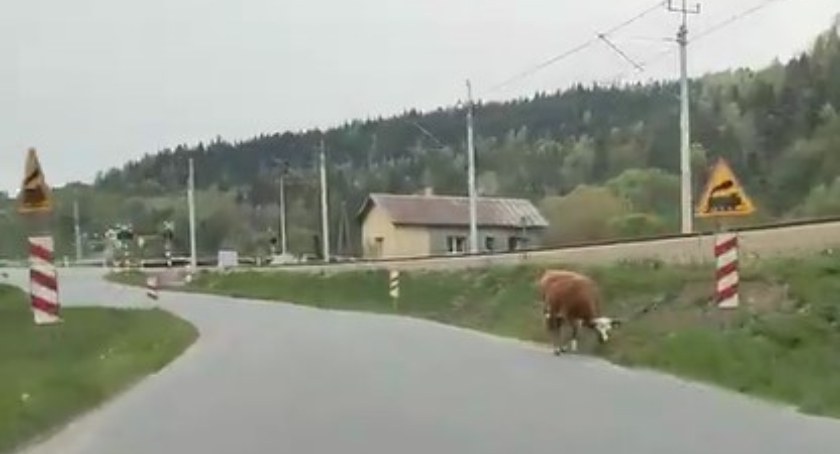 W Osielcu niczym w… Indiach 