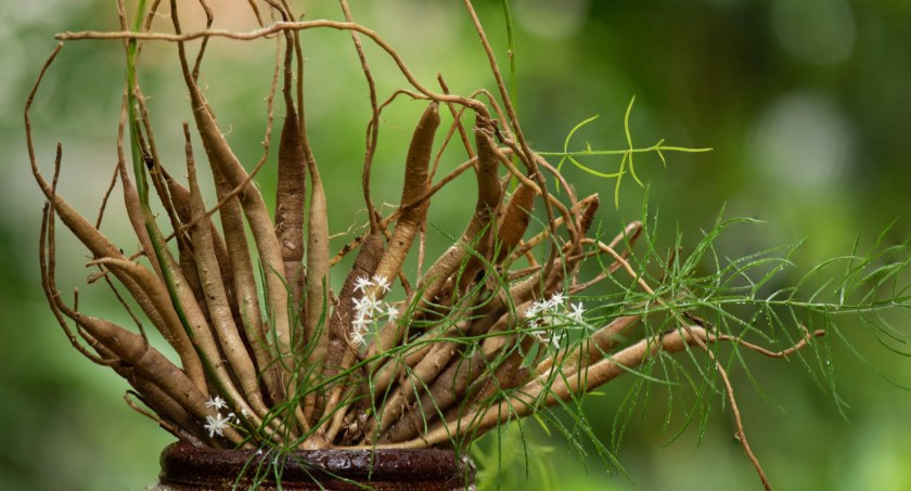 Naturalne sposoby na walkę z objawami menopauzy i poprawę zdrowia kobiecego