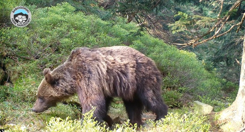 Kontuzjowany niedźwiedź w Babiogórskim Parku Narodowym 