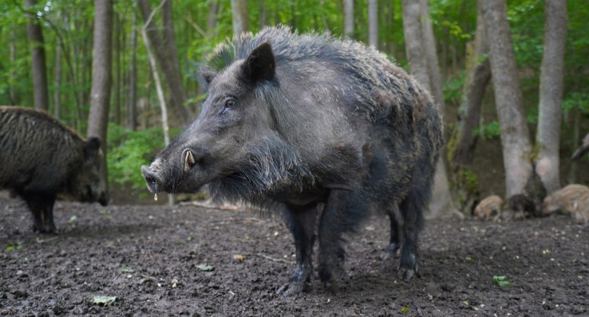 Dziki zaatakowały. Poszkodowany trafił do szpitala 