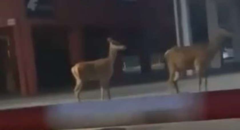 Jelenie miejskie (video)