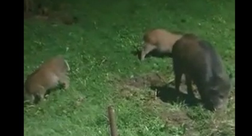 Dziki na ulicy Szpitalnej w Suchej Beskidzkiej. Czytelnicy alarmują: Nie można wyjść do pracy!