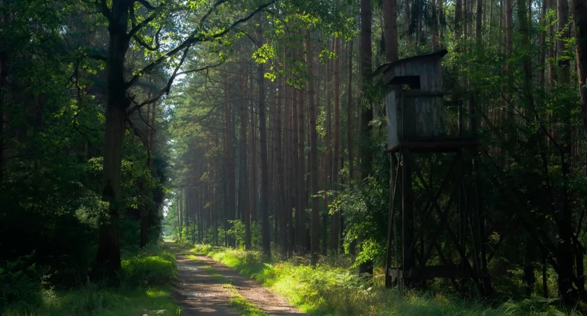 Koło łowieckie Jarząbek ogłosiło plan polowań. Warto się z nim zapoznać