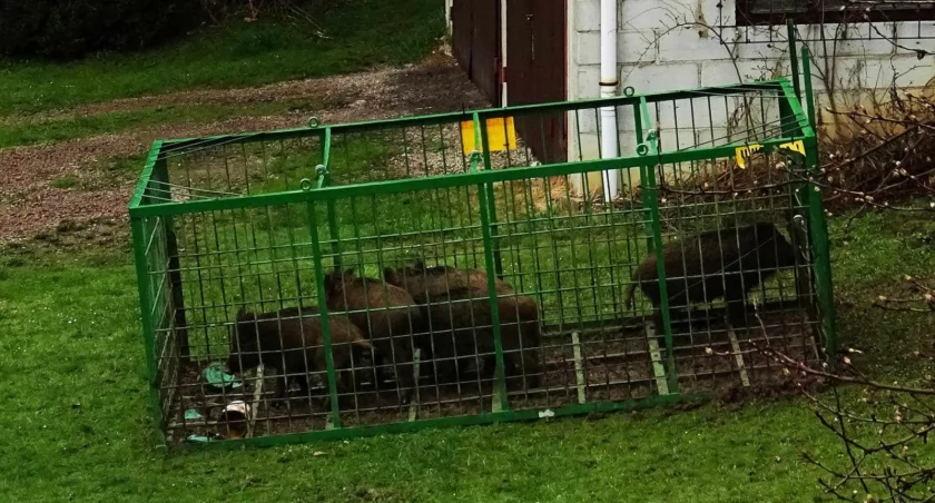Jedni łapią dziki, drudzy je wypuszczają...