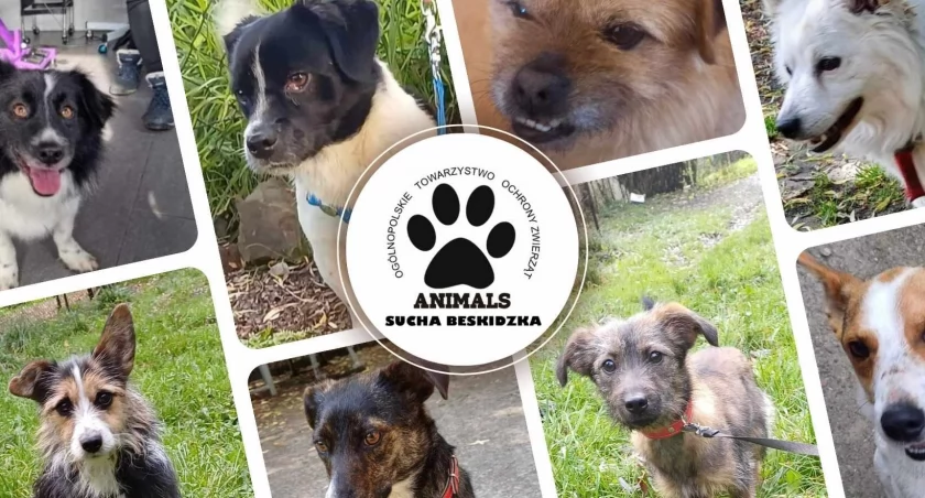 Sucha Beskidzka: Powstał inspektorat Animals! 