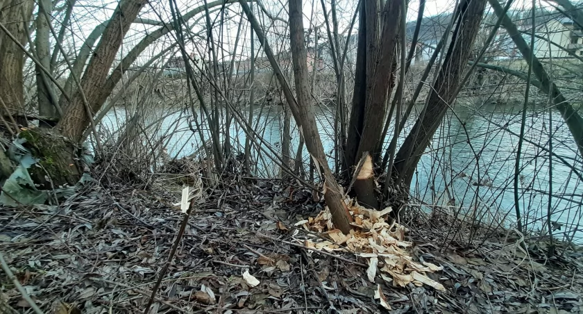 Wszystko dobrze panie bobrze? Stryszawka ma nowego lokatora, a może i lokatorów 