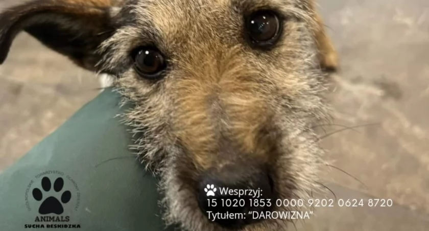 Animalsi proszą o „procent” z podatku 