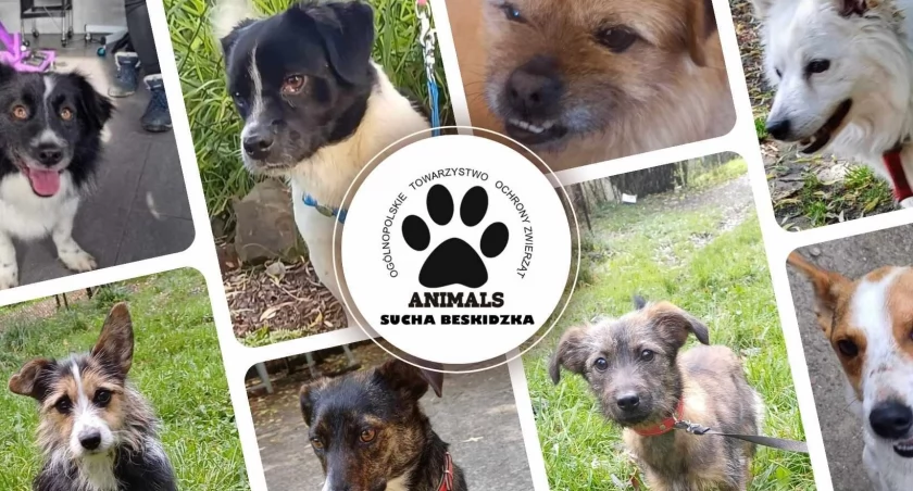 Inspektorat OTOZ Animals w Suchej Beskidzkiej poszukuje wolontariuszy