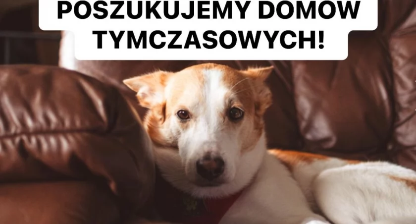 Potrzebne domy tymczasowe dla psiaków! 