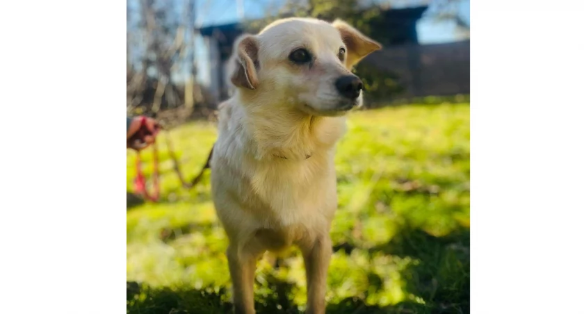 Radosna Figa czeka na Ciebie: Adopcje po interwencji OTOZ Animals!