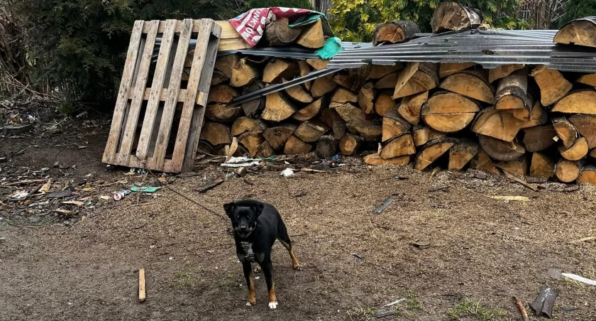 Animalsi odebrali kolejnego psa! 