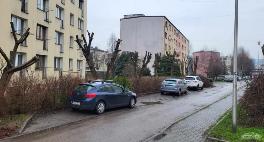 Ogołocone drzewa na osiedlu 
