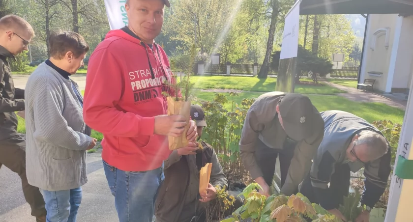 Drzewka rozchodziły się na pniu 