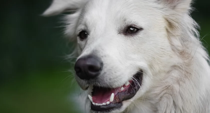 Sucha: Pies ugryzł pracownika energetyki 