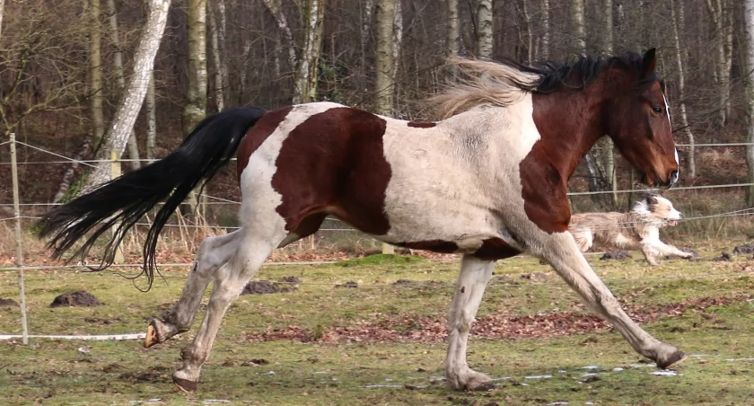 Wielki dramat w Sidzinie. Psy przyczyną śmierci konia!