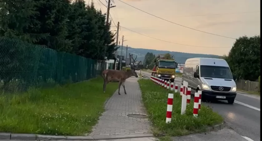 Dzika przyroda coraz bliżej ludzi: Czy to staje się codziennością?