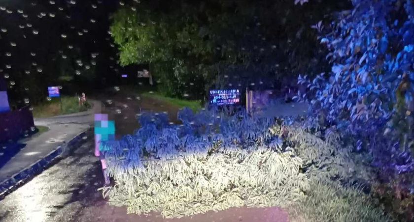 Usuwanie skutków nawałnicy w Powiecie Suskim