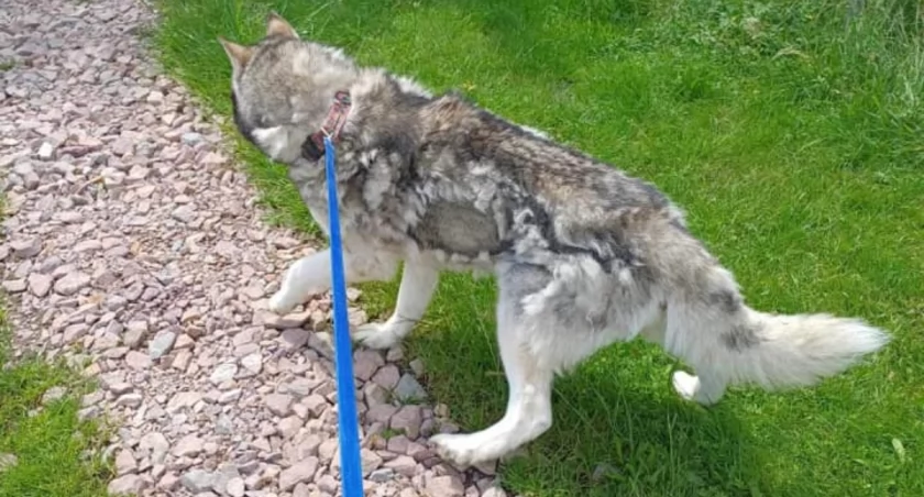 Kolejna interwencja OTOZ Animals: Hektor ocalony
