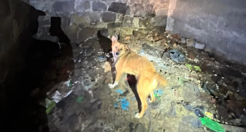 OTOZ Animals ratuje Sarę z piwnicy