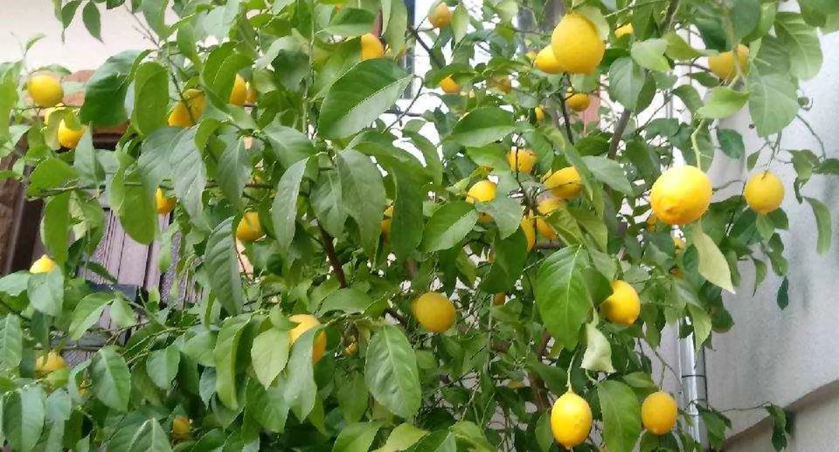 Co skrywają nasze ogrody - czyli lokalna egzotyka (cytryny)