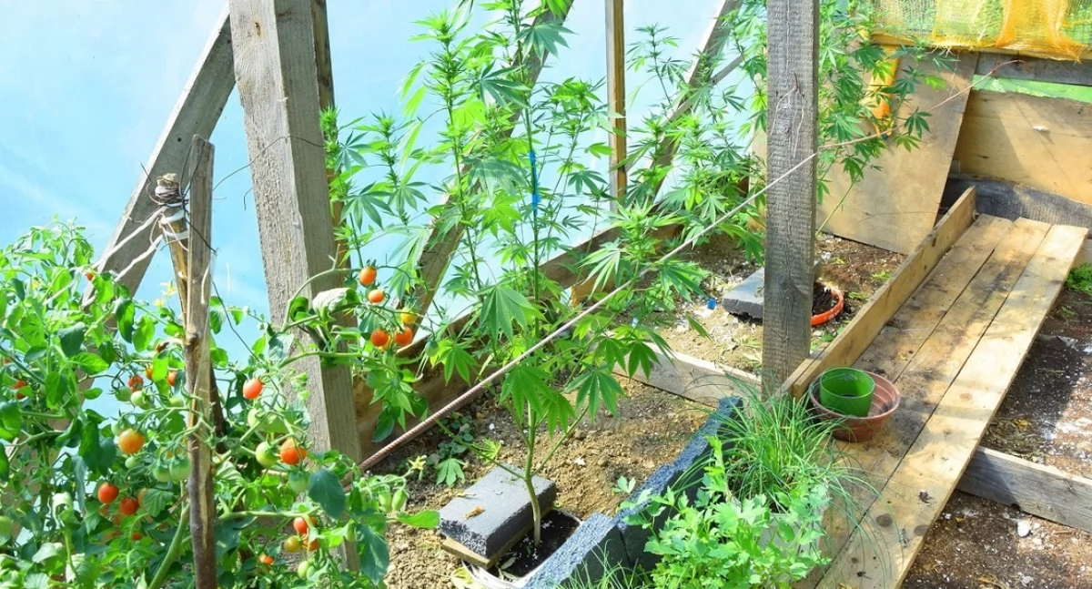 Pomiędzy pomidorkami rosła sobie marihuana 