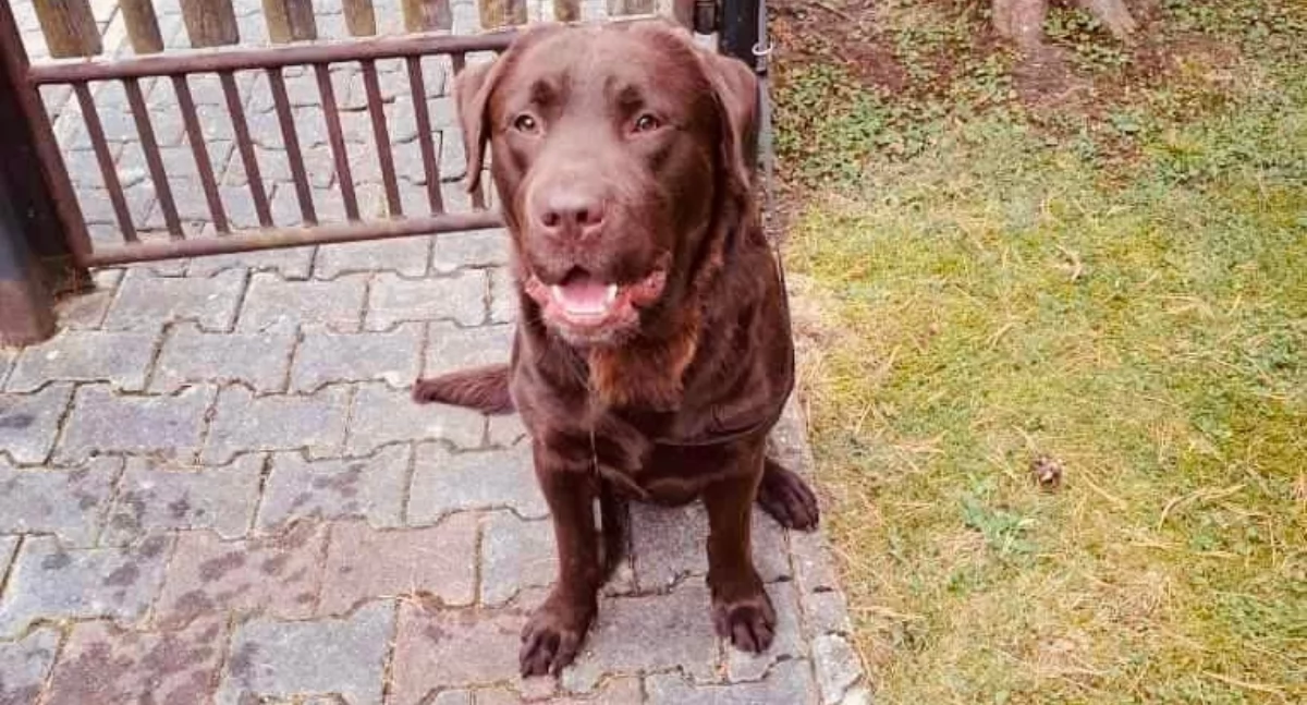 Kto zgubił labradora w Babiogórskim Parku Narodowym?