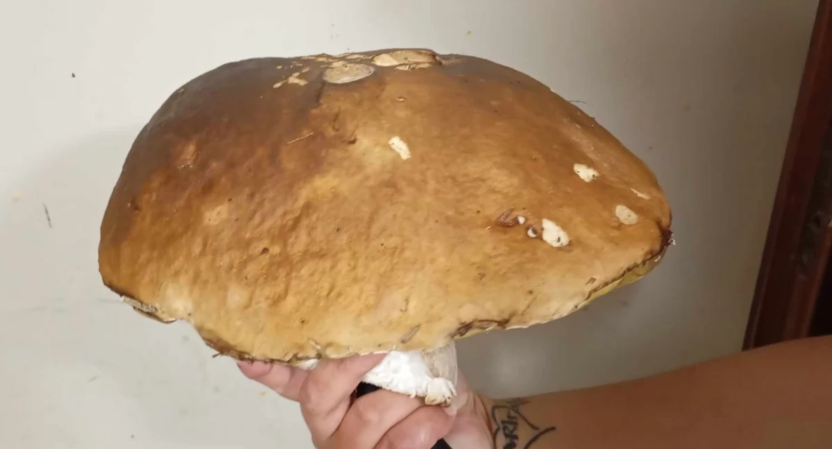 Grzybobranie w Powiecie Suskim: Pierwsze Znaleziska!