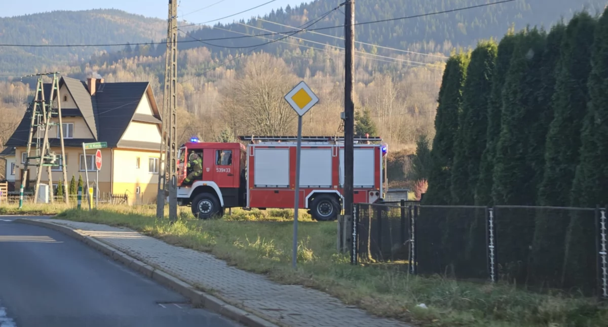 Skawica: Spokojnie, to tylko gałęzie...