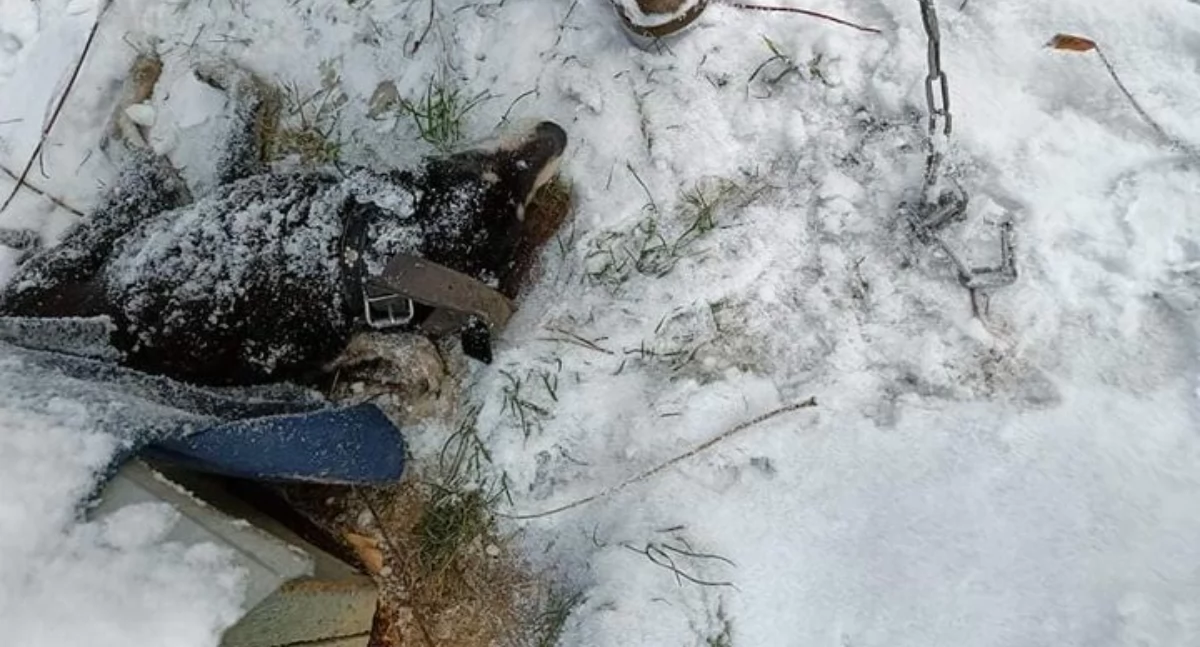 Zwierzęta cierpią w mrozie – reaguj, zanim będzie za późno!