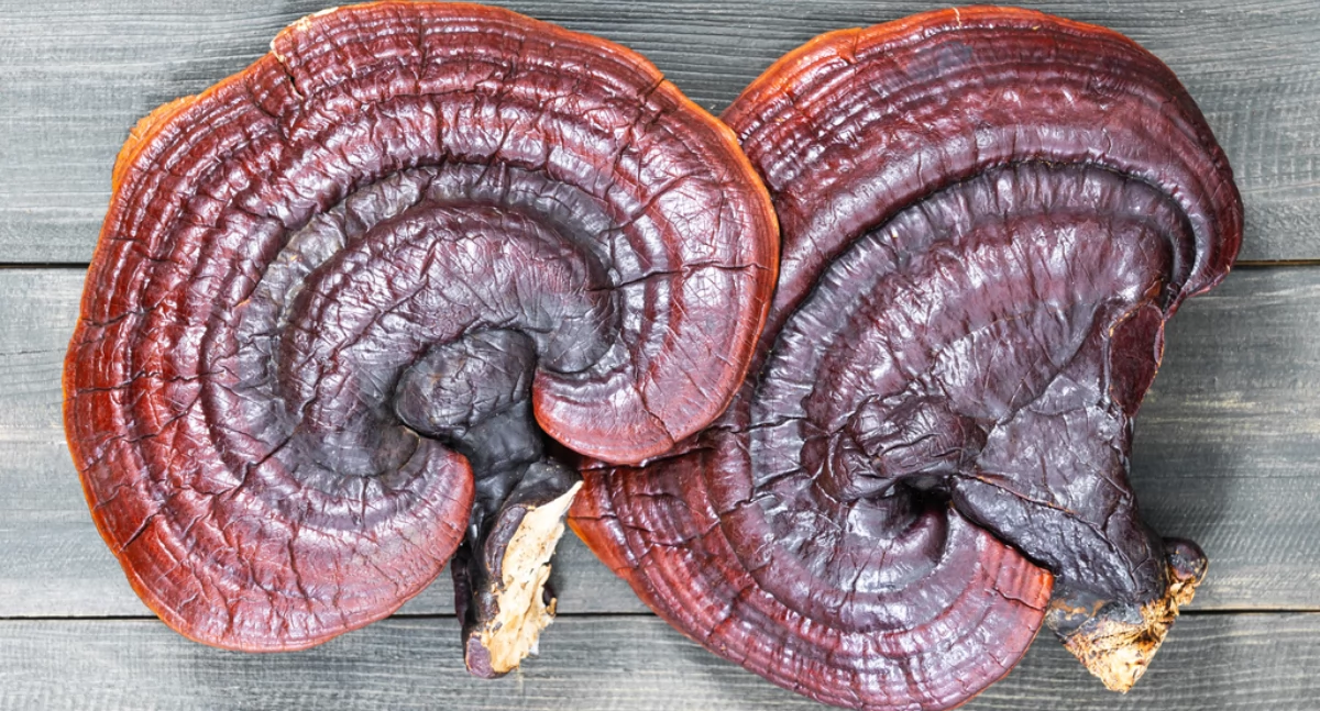 10 korzyści zdrowotnych reishi, o których warto wiedzieć