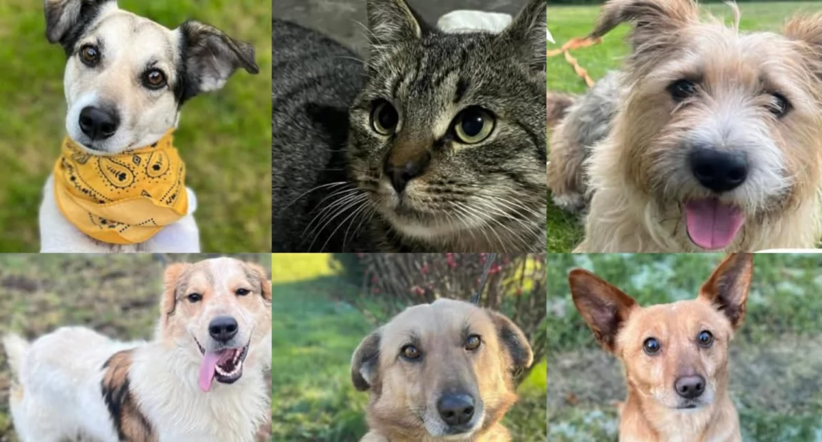  Poznaj niezwykłe zwierzęta gotowe do adopcji!