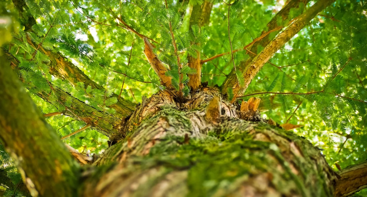 Sylwoterapia – przytulanie się, obejmowanie, przebywanie wśród drzew