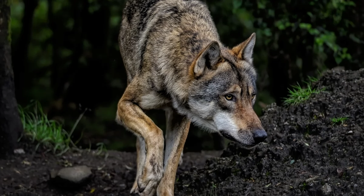 Wilki wyszły z lasu. Co mają zrobić mieszkańcy Juszczyńskich Polan?