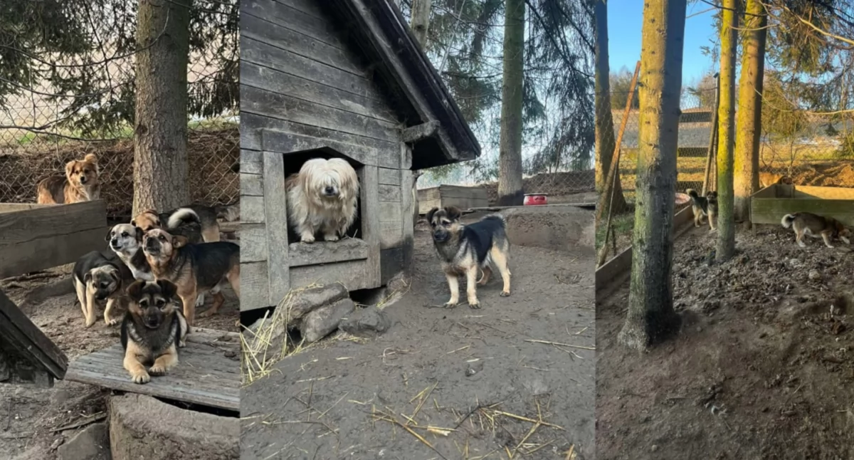 Pilna akcja ratunkowa OTOZ Animals Sucha Beskidzka– poszukiwani wolontariusze i transport! 