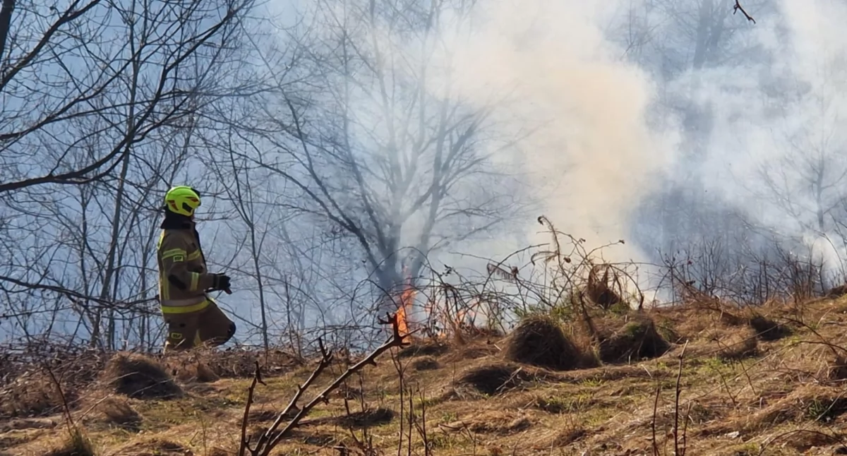 Wypalanie nieużytków wymknęło się spod kontroli (video)