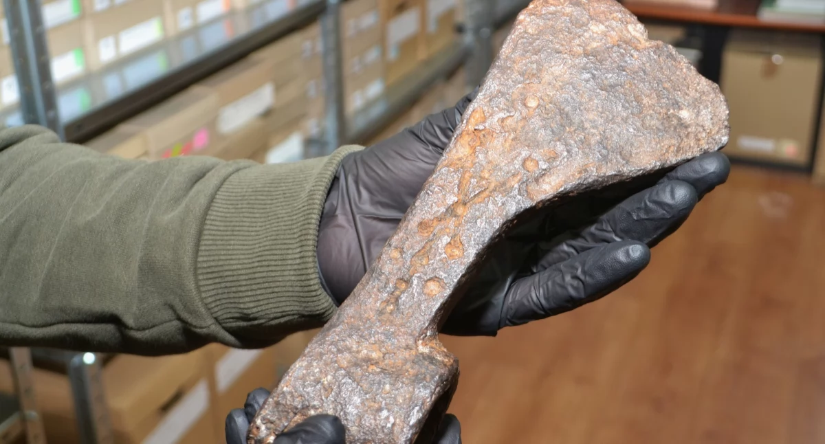 Żelazny topór odkryty w Jaroszowicach w zbiorach Muzeum Miejskiego Suchej Beskidzkiej 