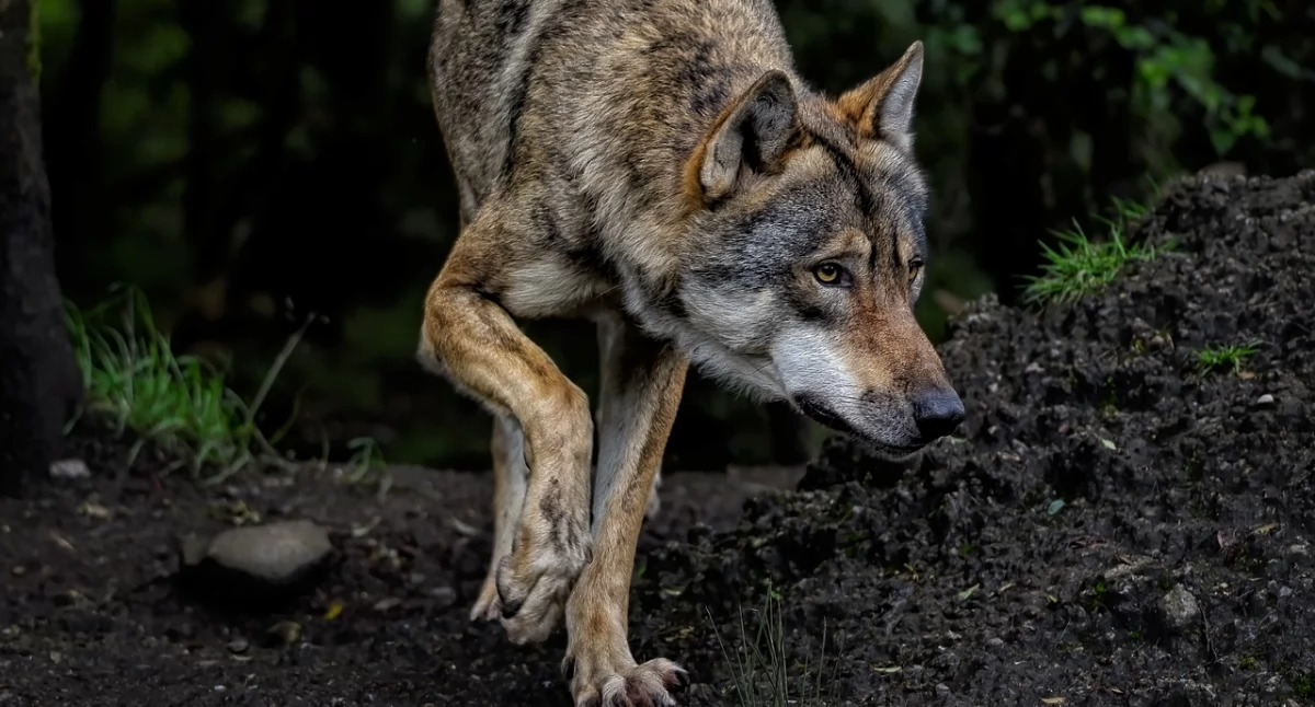 Wilki w Polsce: Ochrona pod presją, a Unia Europejska zmienia zasady gry