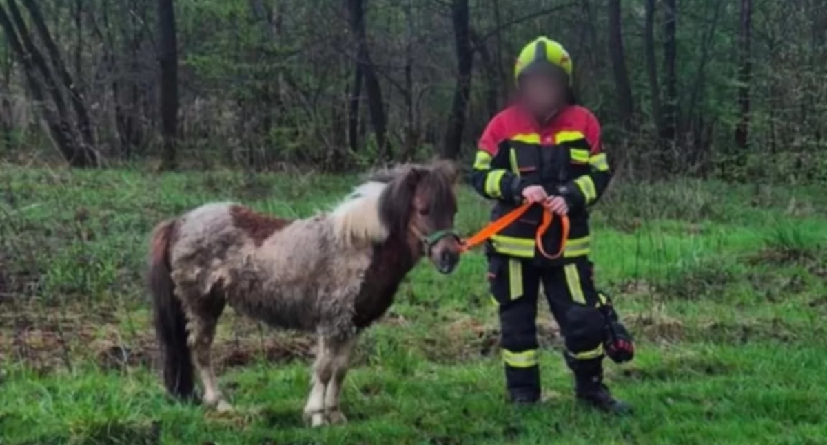 Nietypowa interwencja strażaków w Zachełmnej – kucyk na wolności
