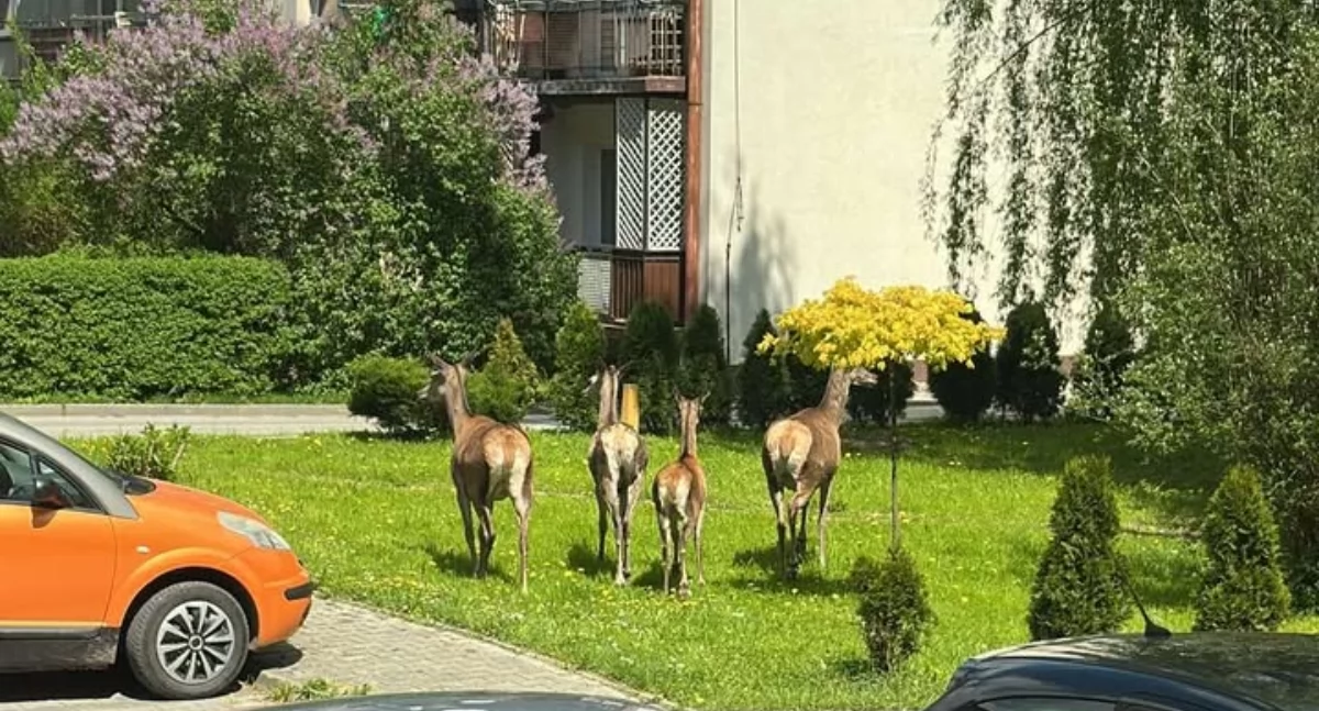 Dziki ustąpiły miejsca sarnom i jeleniom