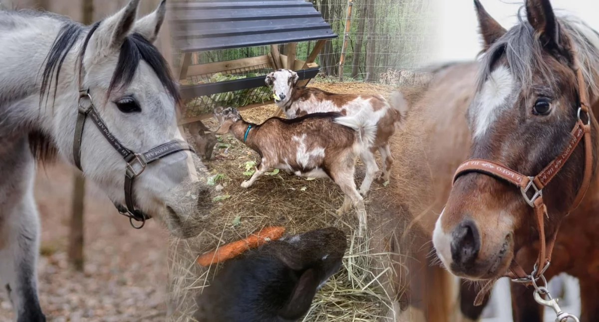 Mini zoo w Suchej Beskidzkiej – Stajnia Beta zaprasza