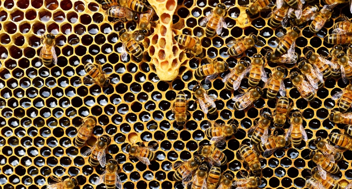 20 maja – Światowy Dzień Pszczół