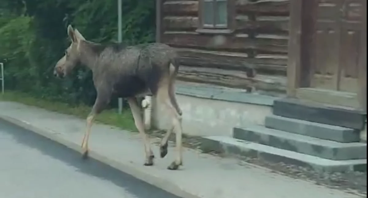 Łoś w Łętowni! Niezwykłe nagranie